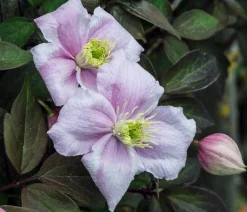Dehner Berg-Waldrebe - Clematis 'Rubens' Zartrosa Sale