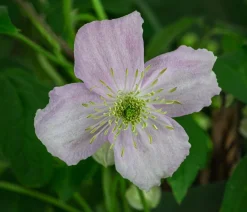 Dehner Clematis|Kletterpflanzen - Berg-Waldrebe - Clematis 'Rubens' Zartrosa