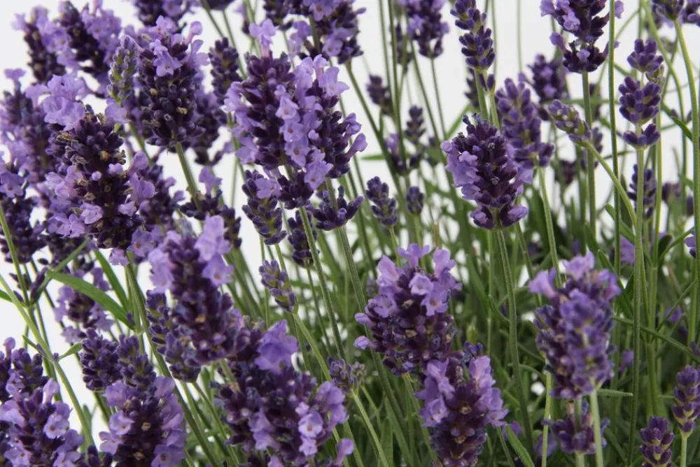 Dehner Bienen Lavendel Online