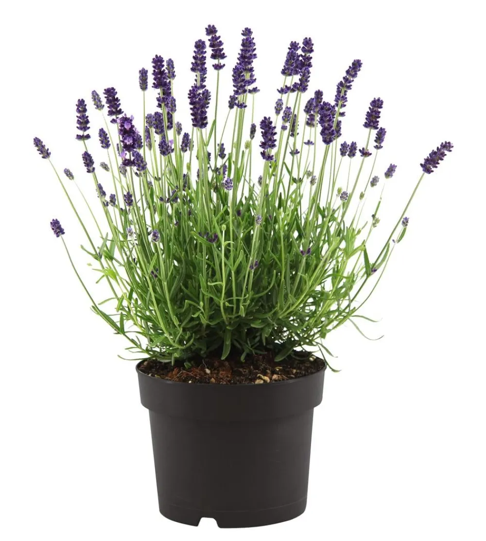 Dehner Bienen Lavendel Online