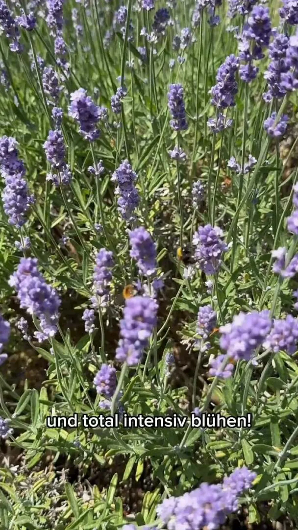 Dehner Bienen Lavendel Online