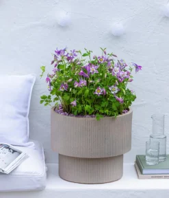 Dehner Bio Sommerstauden|Bio Stauden > Bio Akelei 'Biedermeier', verschiedene Sorten