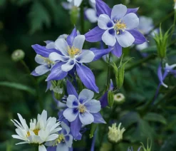 Dehner Bio Sommerstauden|Bio Stauden > Bio Akelei 'Biedermeier', verschiedene Sorten