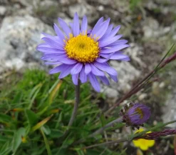Dehner Bio Steingartenstauden|Bio Stauden - Bio Alpen-Aster 'Dunkle Schöne' Lila