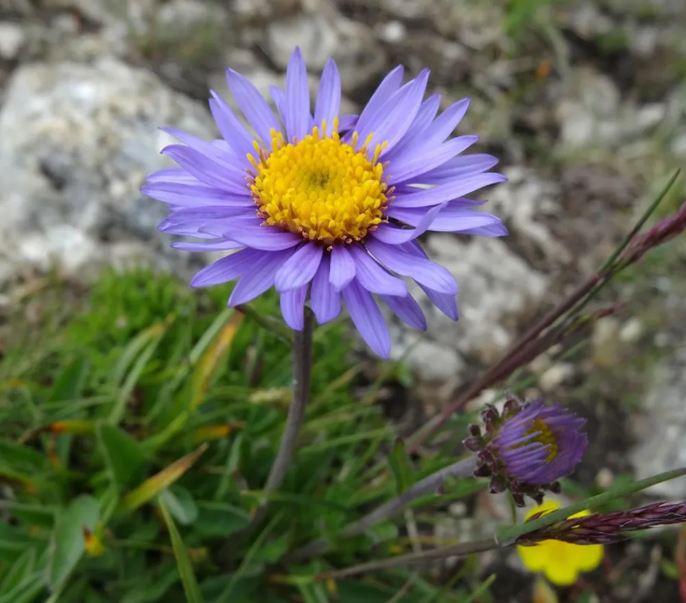 Dehner Bio Steingartenstauden|Bio Stauden - Bio Alpen-Aster 'Dunkle Schöne' Lila