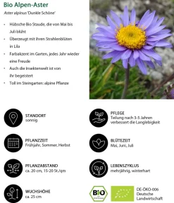Dehner Bio Steingartenstauden|Bio Stauden - Bio Alpen-Aster 'Dunkle Schöne' Lila