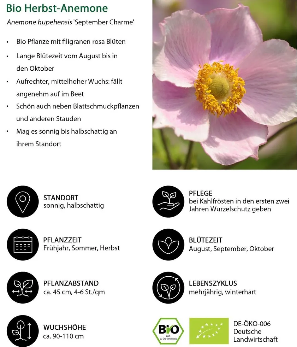 Dehner Bio Sommerstauden|Bio Stauden - Bio Anemone hupehensis 'September Charme' Rosa