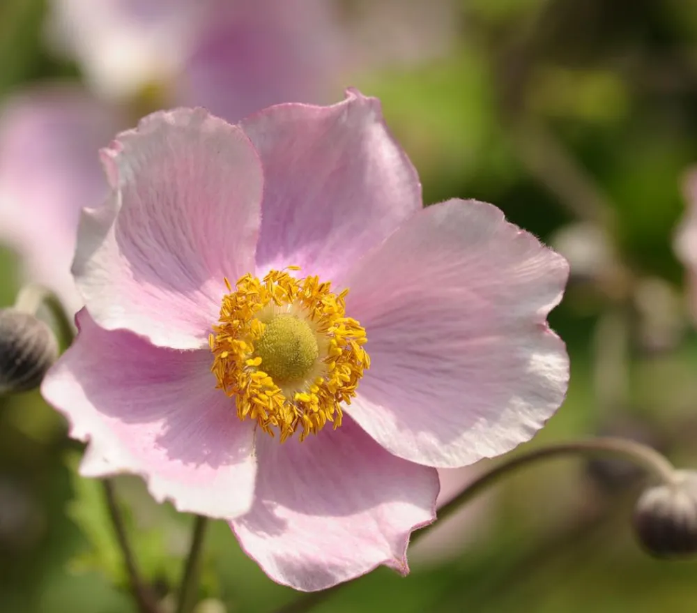 Dehner Bio Sommerstauden|Bio Stauden - Bio Anemone hupehensis 'September Charme' Rosa