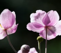 Dehner Bio Sommerstauden|Bio Stauden - Bio Anemone hupehensis 'September Charme' Rosa