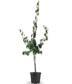 Dehner Bio Nüsse & Besondere Obstbäume|Bio-Obstbäume - Bio Apfelquitte 'Konstantinopler', Landlust Kollektion Gelb