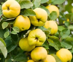 Dehner Bio Nüsse & Besondere Obstbäume|Bio-Obstbäume - Bio Apfelquitte 'Konstantinopler', Landlust Kollektion Gelb