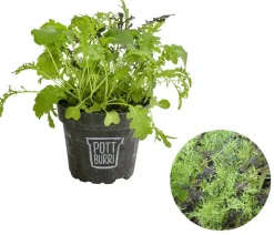 Dehner Bio Bio Asia Wildkräuter im Pottburri®-Topf Sale
