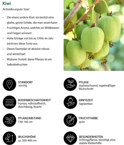 Dehner Bio Beeren-Sets|Bio-Obststräucher > Bio Beeren-Kiwi-Set Powerobst, 4-teilig