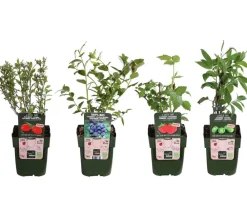 Dehner Bio Beeren-Sets|Bio-Obststräucher > Bio Beeren-Kiwi-Set Powerobst, 4-teilig