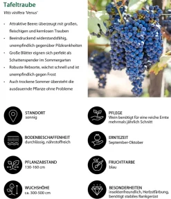 Dehner Bio Beeren-Sets|Bio-Obststräucher - Bio Beeren-Set Bunter Obstgarten, 5-teilig