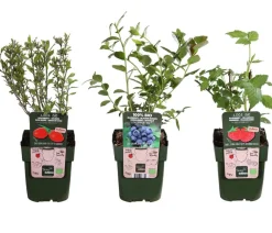 Dehner Bio Beeren-Sets|Bio-Obststräucher > Bio Beeren-Set Frühstücksobst, 3-teilig