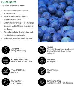 Dehner Bio Bio Beeren-Set Kleiner Obstgarten, 3-teilig Outlet