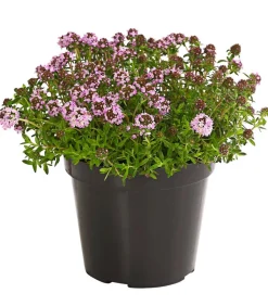 Dehner Bio Bio-Kräuter|Garten- & Heilkräuter - Bio Bergbohnenkraut Grün