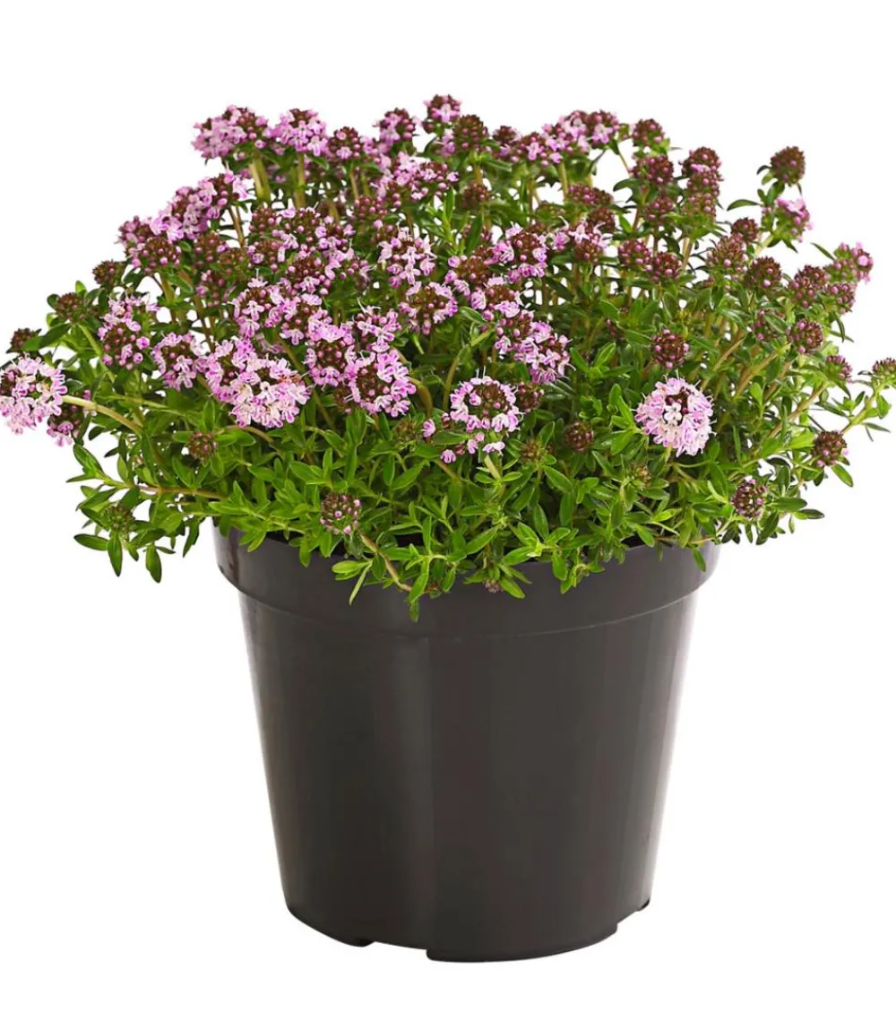 Dehner Bio Bio-Kräuter|Garten- & Heilkräuter - Bio Bergbohnenkraut Grün