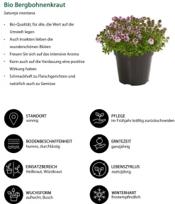 Dehner Bio Bio-Kräuter|Garten- & Heilkräuter - Bio Bergbohnenkraut Grün