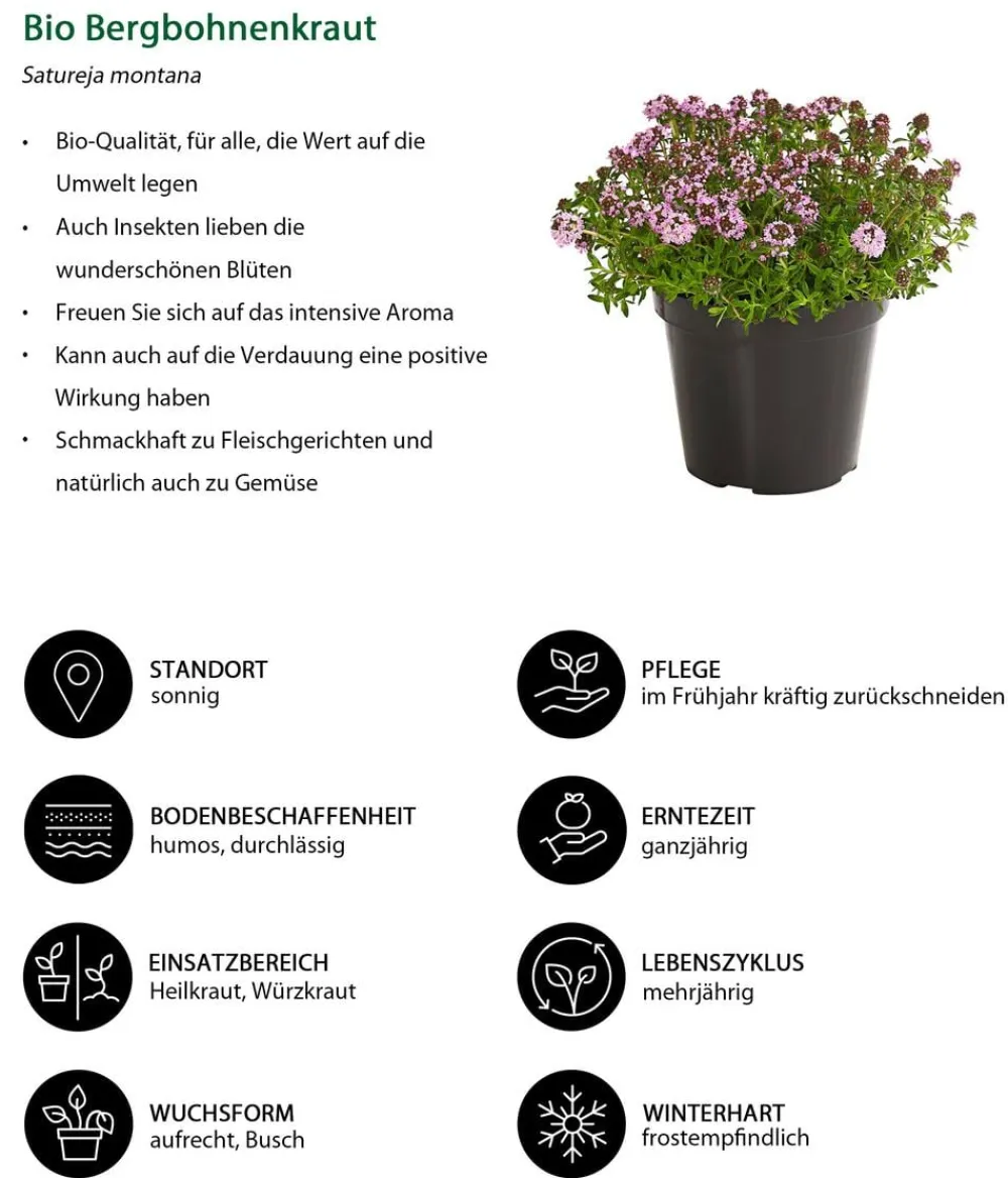 Dehner Bio Bio-Kräuter|Garten- & Heilkräuter - Bio Bergbohnenkraut Grün