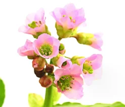 Dehner Bio Bio Bergenie 'Purpurea' Hot