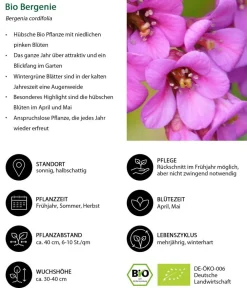 Dehner Bio Bio Bergenie 'Purpurea' Hot