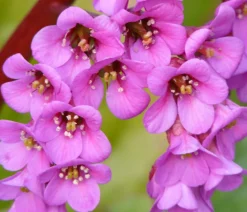 Dehner Bio Bio Bergenie 'Purpurea' Hot