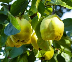 Dehner Bio Bio-Obstbäume|Birnen- & Apfelbäume > Bio Birnenquitte 'Cydora Robusta', Landlust Kollektion