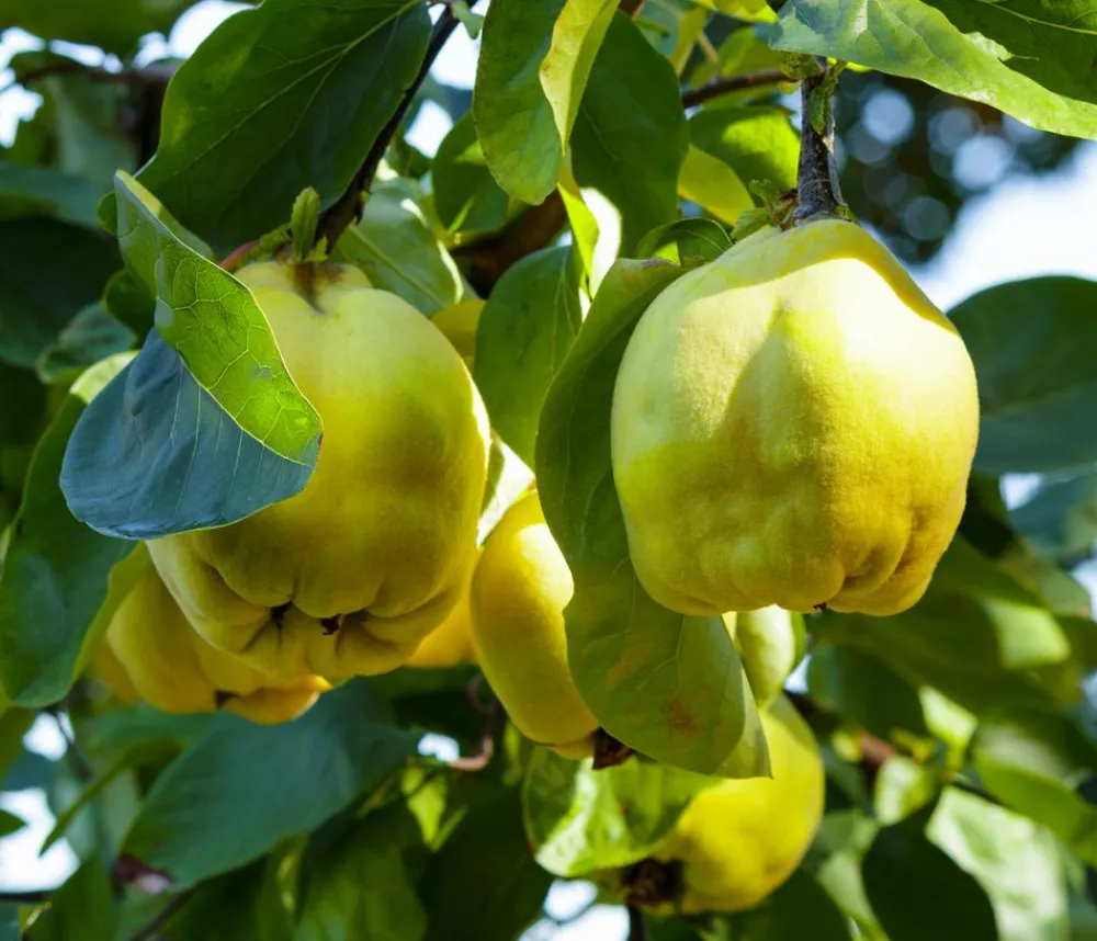 Dehner Bio Bio-Obstbäume|Birnen- & Apfelbäume > Bio Birnenquitte 'Cydora Robusta', Landlust Kollektion