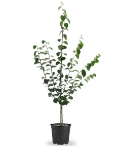 Dehner Bio Bio-Obstbäume|Birnen- & Apfelbäume > Bio Birnenquitte 'Cydora Robusta', Landlust Kollektion