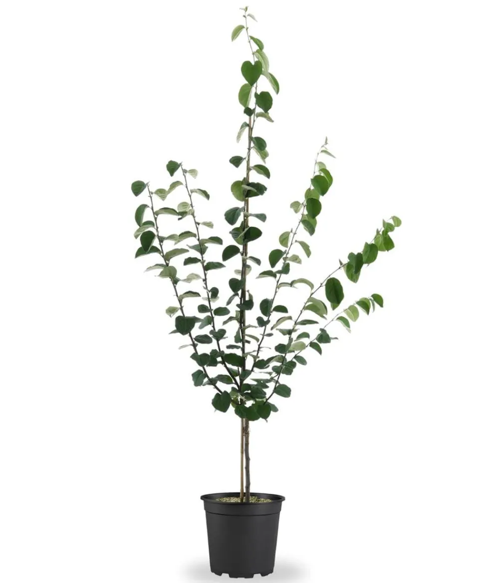 Dehner Bio Bio-Obstbäume|Birnen- & Apfelbäume > Bio Birnenquitte 'Cydora Robusta', Landlust Kollektion