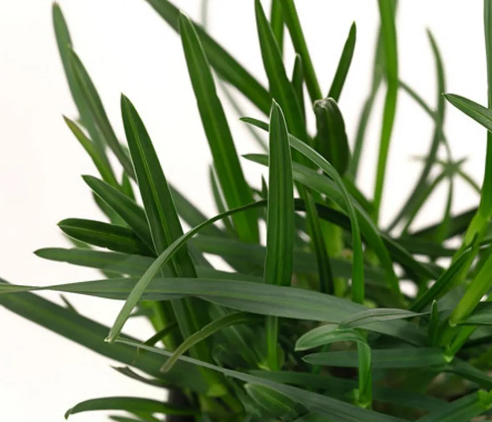 Dehner Bio Gräser|Bio Stauden > Bio Blaugras 'Greenlee Hybrid'