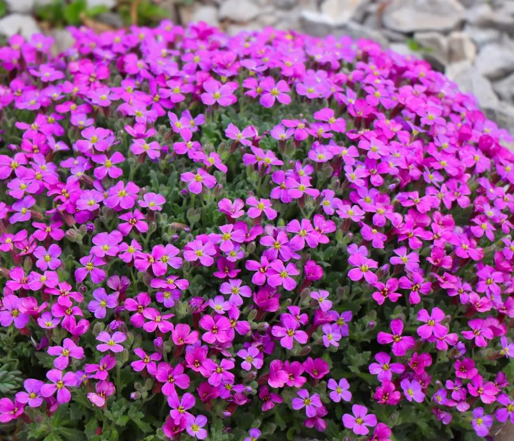 Dehner Bio Steingartenstauden|Bio Stauden > Bio Blaukissen, rot