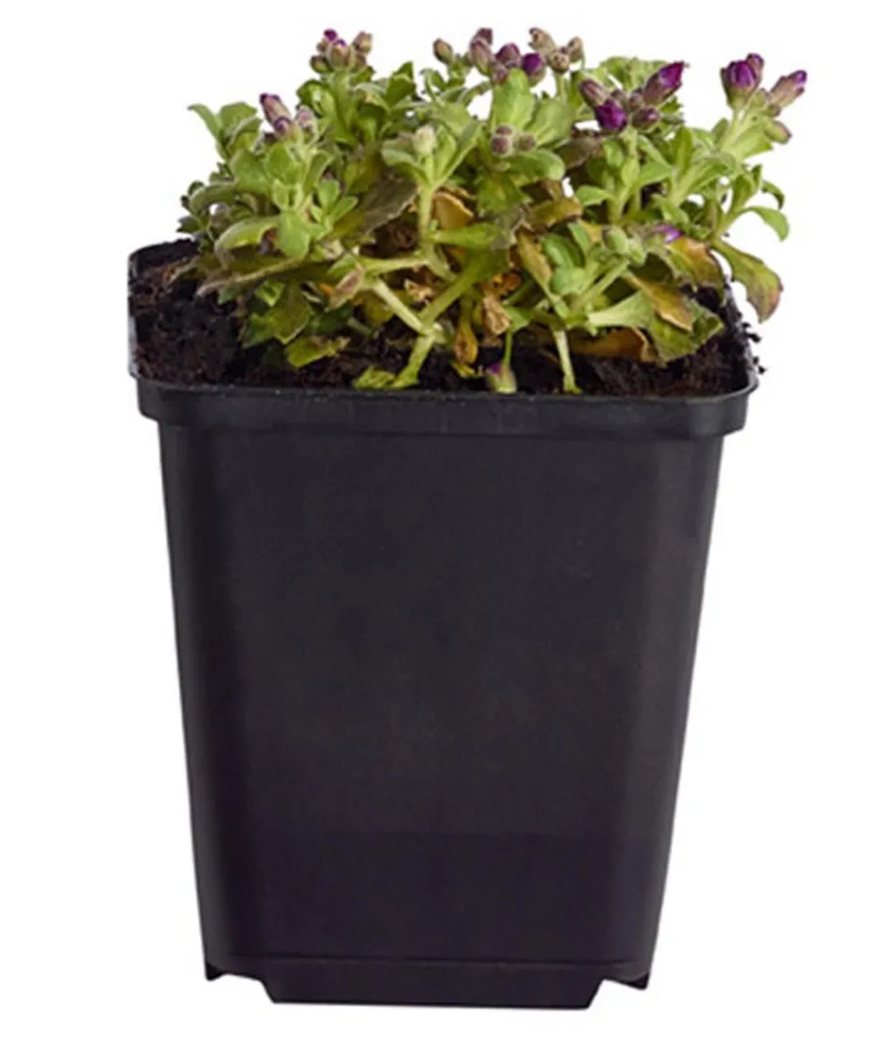 Dehner Bio Steingartenstauden|Bio Stauden > Bio Blaukissen, rot