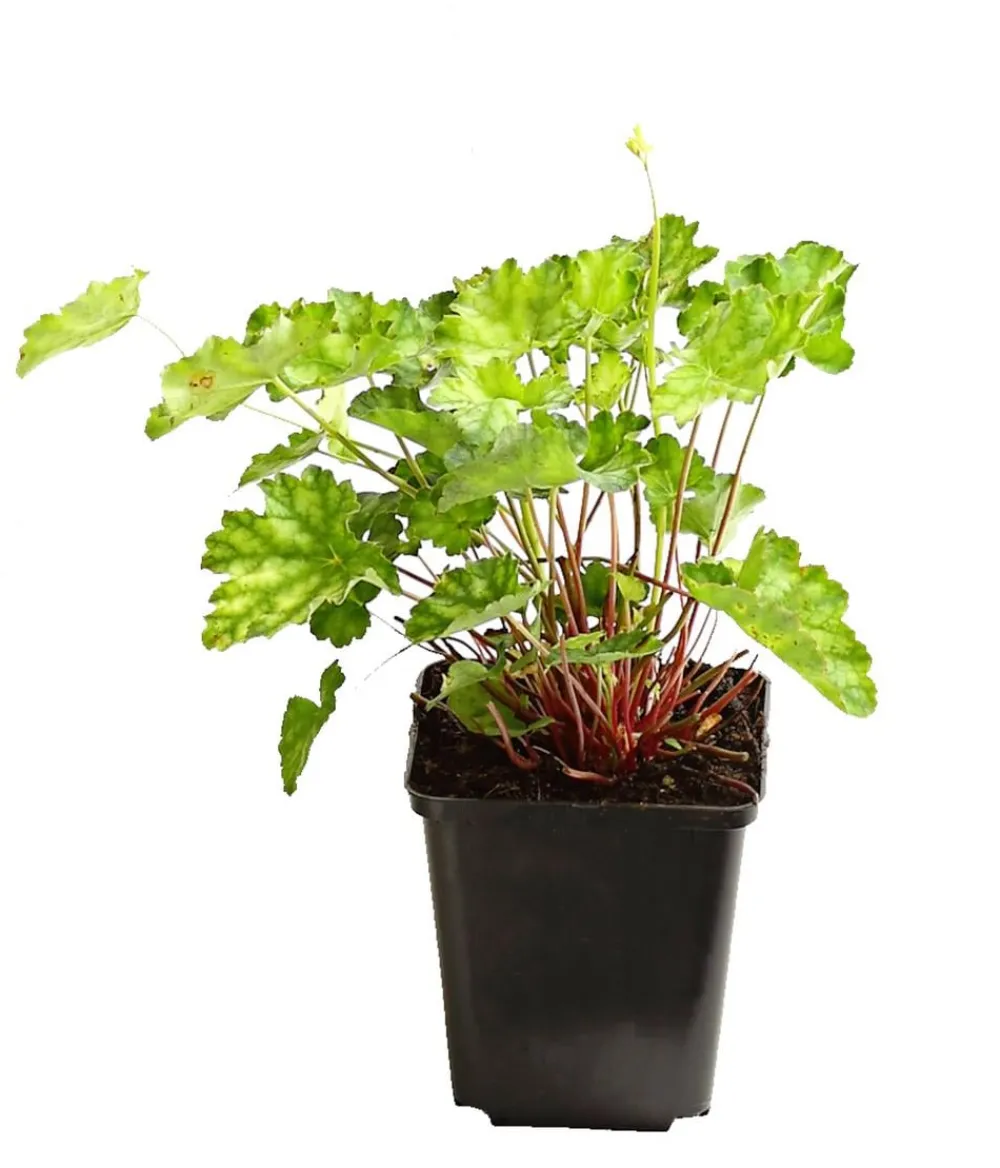 Dehner Bio Bio Blut-Purpurglöckchen Clearance