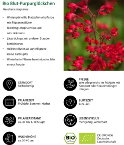 Dehner Bio Bio Blut-Purpurglöckchen Clearance