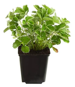 Dehner Bio Bio Blutes Fingerkraut
