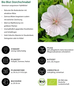 Dehner Bio Bodendecker & Efeu|Bio Stauden - Bio Blut-Storchschnabel 'Apfelblüte' Zartrosa