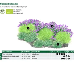 Dehner Bio Bodendecker & Efeu|Gräser > Bio Bodendecker Gräser-Set mit Blütenhighlight, 12-teilig