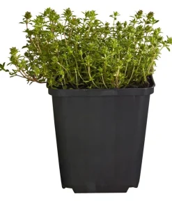 Dehner Bio Grabschmuck & Grabgestaltung|Bodendecker & Efeu - Bio Bodendecker-Thymian