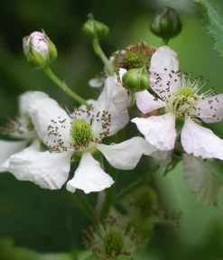 Dehner Bio Himbeeren & Brombeeren|Bio-Obststräucher > Bio Brombeere 'Loch Ness'