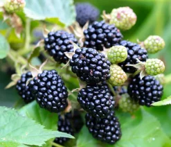 Dehner Bio Bio-Obststräucher - Bio Brombeere 'Navaho®' Schwarz
