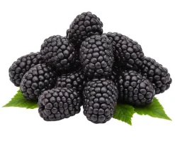 Dehner Bio Bio-Obststräucher - Bio Brombeere 'Navaho®' Schwarz