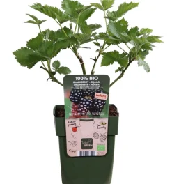 Dehner Bio Himbeeren & Brombeeren|Bio-Obststräucher > Bio Brombeere 'Navaho® BigandEarly®'