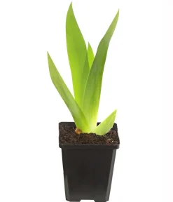 Dehner Bio Bio Deutsche Schwertlilie, dunkelblau Lila Discount
