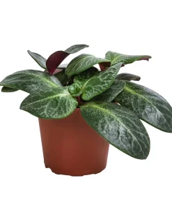 Bioland Grünpflanzen|Bio-Zimmerpflanzen > Bio Dickblatt - Crassula multicava