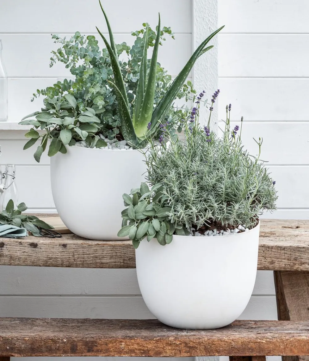 Dehner Bio Grünpflanzen|Bio-Zimmerpflanzen > Bio Echte Aloe - Aloe vera