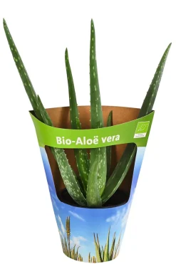Dehner Bio Grünpflanzen|Bio-Zimmerpflanzen > Bio Echte Aloe - Aloe vera