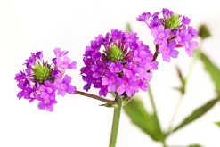 Dehner Bio Steingartenstauden|Bio Stauden - Bio Eisenkraut Lavendel